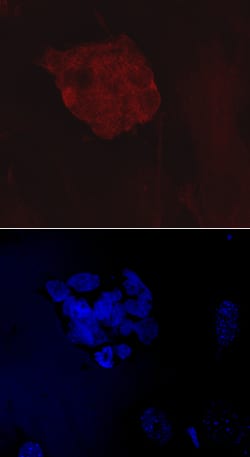 Human VISTA/B7-H5/PD-1H Antibody, R D Systems 25 &mu;g | Buy Online | R&D Systems | Fisher Scientific