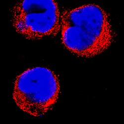 Human GILT/IFI30 Antibody, R D Systems 25&mu;g; Unlabeled:Antibodies, Monoclonal