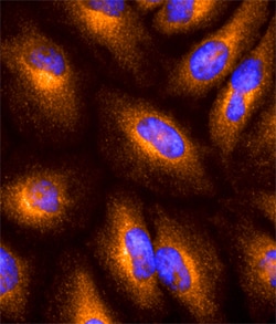 Human GILT/IFI30 Antibody, R D Systems 25&mu;g; Unlabeled:Antibodies, Monoclonal