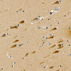 Human/Mouse/Rat GIT1 Antibody, R D Systems 100&mu;g; Unlabeled:Antibodies,