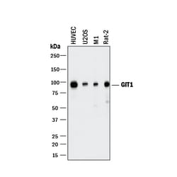 Human/Mouse/Rat GIT1 Antibody, R D Systems 100&mu;g; Unlabeled:Antibodies,