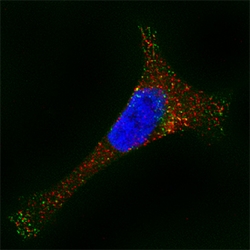 Human alpha-Galactosidase A/GLA Antibody, R D Systems 100&mu;g; Unlabeled:Antibodies,