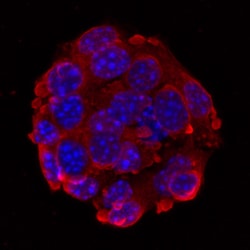 Glucagon Mouse anti-Human, Mouse, Clone: 181402, R D Systems 25&mu;g; Unlabeled,