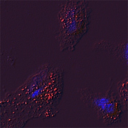 Human Glucosylceramidase/GBA Antibody, R D Systems 25&mu;g; Unlabeled:Antibodies,