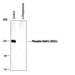 Phospho-GluR1 (S831) Antibody, R D Systems 150&mu;L; Unlabeled:Antibodies,