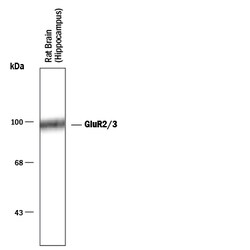 GluR2/3 Antibody, R D Systems 100 &mu;L | Buy Online | R&D Systems | Fisher Scientific