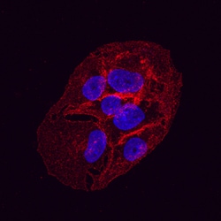 Human Glut1 Antibody, R D Systems 25&mu;g; Unlabeled:Antibodies, Monoclonal