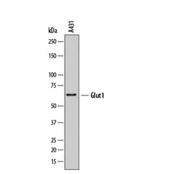 Human Glut1 Antibody, R D Systems 25&mu;g; Unlabeled:Antibodies, Monoclonal