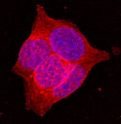 Mouse Glut2 Antibody, R D Systems 200ug; Unlabeled:Antibodies, Monoclonal