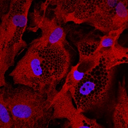 Human Glut4 Antibody, R D Systems 100&mu;g; Unlabeled:Antibodies, Monoclonal