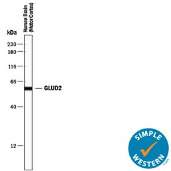 Human/Mouse/Rat GLUD1/GLUD2 Antibody, R D Systems 25&mu;g; Unlabeled:Antibodies,