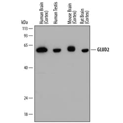 Human/Mouse/Rat GLUD1/GLUD2 Antibody, R D Systems 25&mu;g; Unlabeled:Antibodies,