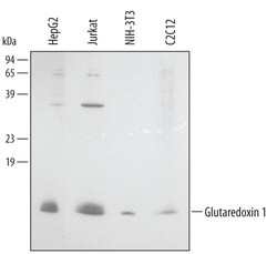 Human/Mouse Glutaredoxin 1/GLRX1 Antibody, R D Systems 100&mu;g; Unlabeled:Antibodies,