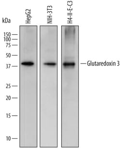 Human/Mouse/Rat Glutaredoxin 3/GLRX3 Antibody, R D Systems 100&mu;g; Unlabeled:Antibodies,