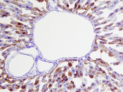 Human/Mouse/Rat Glutathione Peroxidase 1/GPX1 Antibody, R D Systems 25&mu;g;