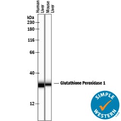 Human/Mouse/Rat Glutathione Peroxidase 1/GPX1 Antibody, R D Systems 25&mu;g;