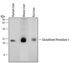 Human/Mouse/Rat Glutathione Peroxidase 1/GPX1 Antibody, R D Systems 25&mu;g;