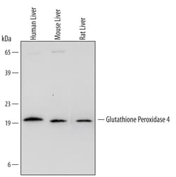 Human/Mouse/Rat Glutathione Peroxidase 4/GPX4 Antibody, R D Systems 25&mu;g;