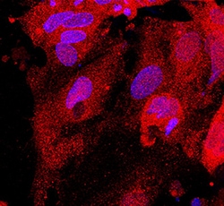 Human Glutathione S-Transferase pi 1/GSTP1 Antibody, R D Systems 25&mu;g;