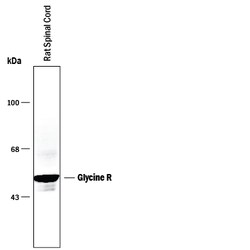 Rat Glycine R Pan Specific Antibody, R D Systems 200&mu;g; Unlabeled:Antibodies,