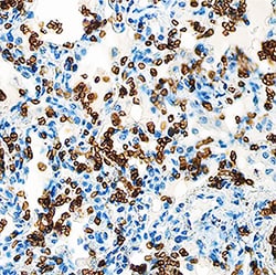 Human Glycophorin A Antibody, R D Systems:Antibodies:Primary Antibodies