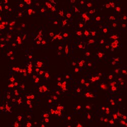 Mouse Glycoprotein V/CD42d Antibody, R D Systems 25&mu;g; Unlabeled:Antibodies,