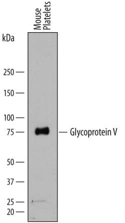 Mouse Glycoprotein V/CD42d Antibody, R D Systems 25&mu;g; Unlabeled:Antibodies,