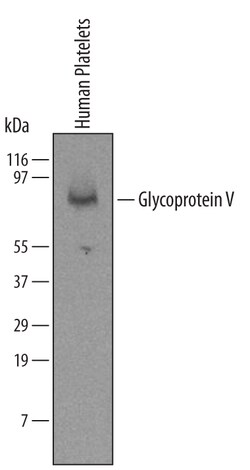 Human Glycoprotein V/CD42d Antibody, R D Systems 100ug; Unlabeled:Antibodies,