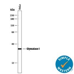 Human/Mouse/Rat Glyoxalase I Antibody, R D Systems 25&mu;g; Unlabeled:Antibodies,
