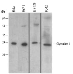 Human/Mouse/Rat Glyoxalase I Antibody, R D Systems 25&mu;g; Unlabeled:Antibodies,