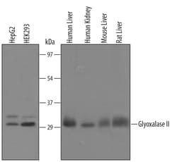 Human/Mouse/Rat Glyoxalase II Antibody, R D Systems 25&mu;g; Unlabeled:Antibodies,