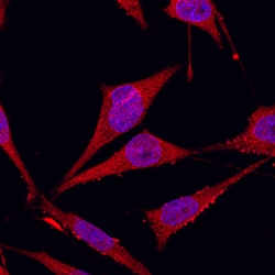 Human Glypican 1 Antibody, R D Systems 100&mu;g; Unlabeled:Antibodies,