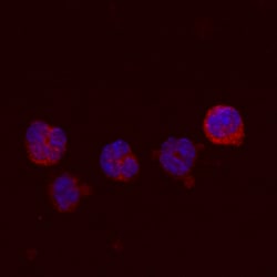 Human GM-CSF Antibody, R D Systems:Antibodies:Primary Antibodies