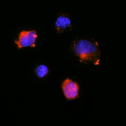 Rat GM-CSF Antibody, R D Systems 25&mu;g; Unlabeled:Antibodies, Monoclonal