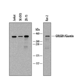 Human/Rat GOLGB1/Giantin Antibody, R D Systems 100&mu;g; Unlabeled:Antibodies,