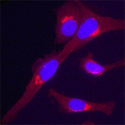 Human/Mouse/Rat Golgi Glycoprotein 1/GLG1 Antibody, R D Systems 100&mu;g;