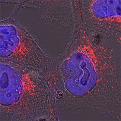Human/Mouse Golgi Glycoprotein 1/GLG1 Antibody, R D Systems 25&mu;g; Unlabeled:Antibodies,