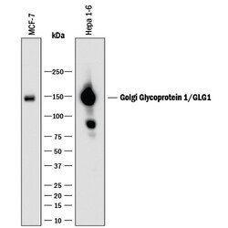 Human/Mouse Golgi Glycoprotein 1/GLG1 Antibody, R D Systems 25&mu;g; Unlabeled:Antibodies,