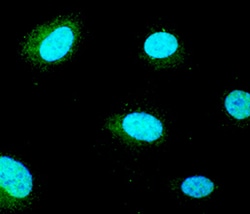 Human Goosecoid Antibody, R D Systems 100&mu;g; Unlabeled:Antibodies, Polyclonal