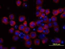 Mouse gp130 Antibody, R D Systems 25 &mu;g | Buy Online | R&D Systems | Fisher Scientific