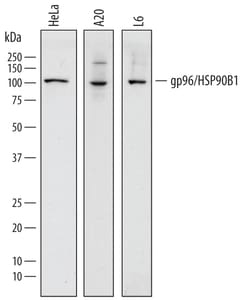 Human/Mouse/Rat gp96/HSP90B1 Antibody, R D Systems 100&mu;g; Unlabeled:Antibodies,