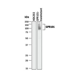 Human GPR101 Antibody, R D Systems 100&mu;g; Unlabeled:Antibodies, Monoclonal