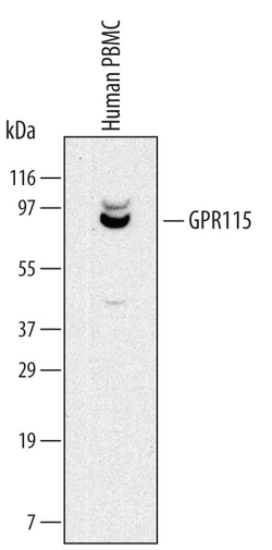 Human GPR115 Antibody, R D Systems 100 &mu;g | Buy Online | R&D Systems | Fisher Scientific