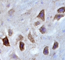 Human GPR12 Antibody, R D Systems 100ug; Unlabeled:Antibodies, Monoclonal