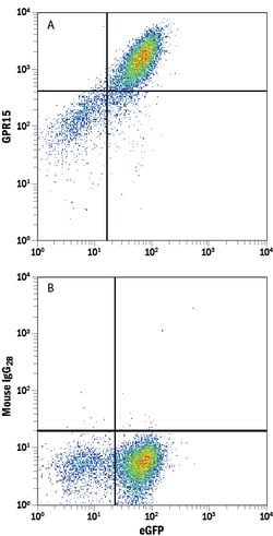 Human GPR15 Antibody, R D Systems 25&mu;g; Unlabeled:Antibodies, Monoclonal