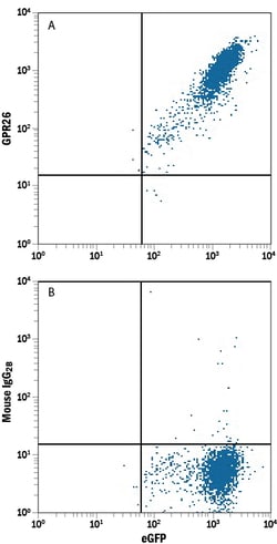 Human GPR26 Antibody, R D Systems 100ug; Unlabeled:Antibodies, Monoclonal