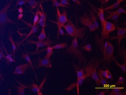 Human GPR34 Antibody, R D Systems 100ug; Unlabeled:Antibodies, Monoclonal