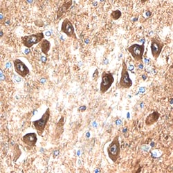 Human GPR75 Antibody, R D Systems 25&mu;g; Unlabeled:Antibodies, Monoclonal
