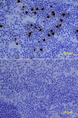 Mouse Ly-6G/Ly-6C (Gr-1) Biotinylated Antibody, R D Systems 250ug; Biotin:Antibodies,