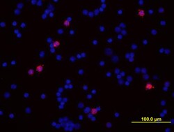 Mouse Ly-6G/Ly-6C (Gr-1) Antibody, R D Systems 25&mu;g; Unlabeled:Antibodies,